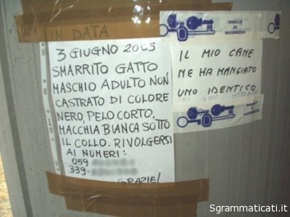 Sgrammaticati.it SMARRITO GATTO MASCHIO ADULTO... Foto Divertenti sgrammaticati  